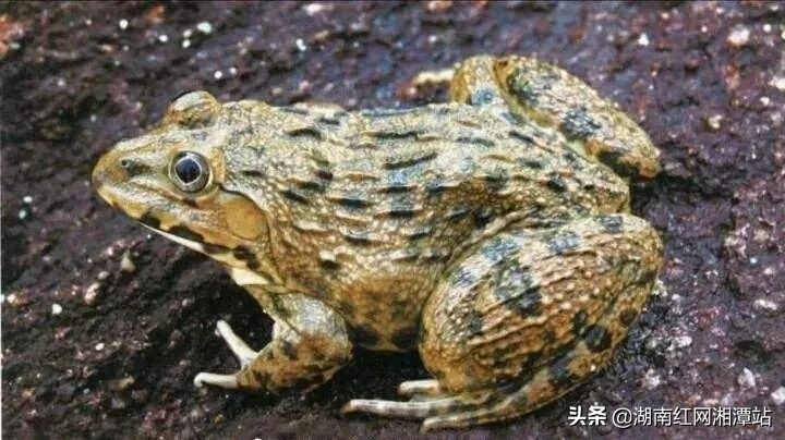 顶风作案两男子捕捉野生青蛙被抓,抓捕野生青蛙法院会判决什么处罚