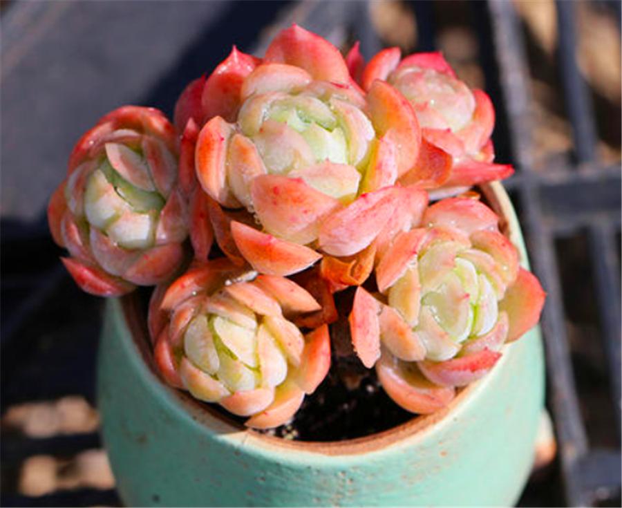 秋天的冰梅太美了，红的温暖粉的醉人，做好4件事，冬天会更美