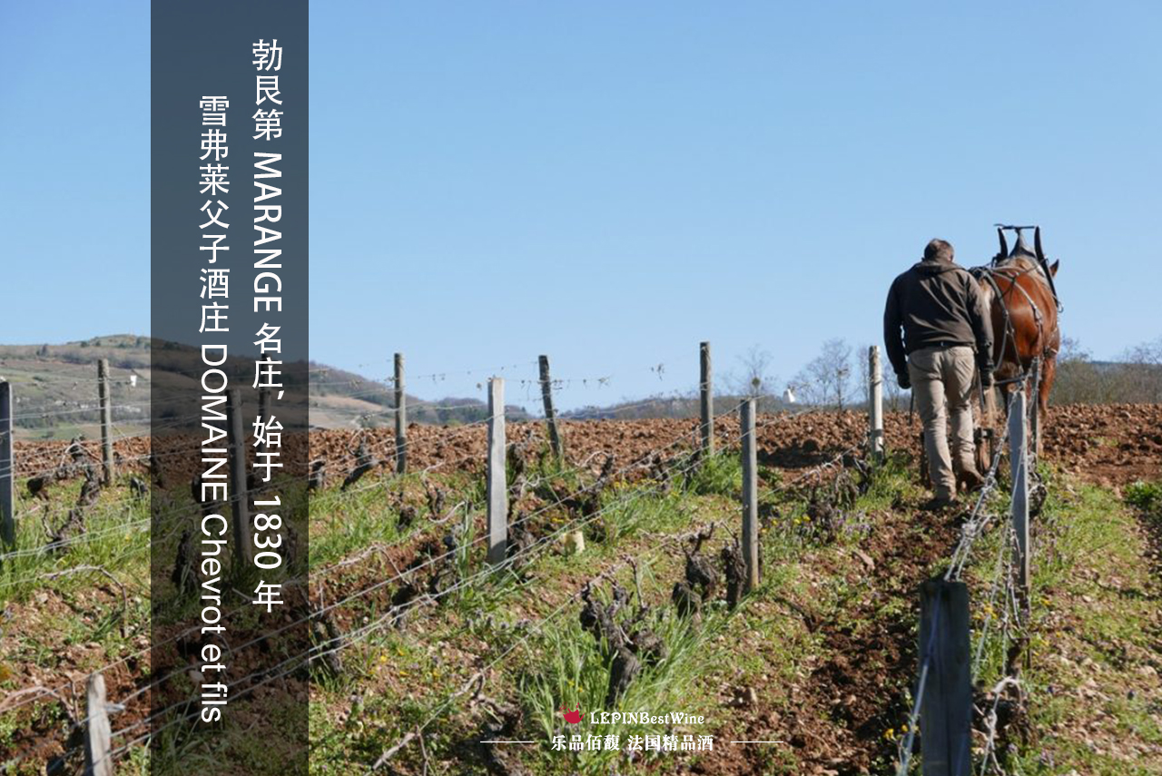 乐品佰馥沂源,乐品佰馥进口