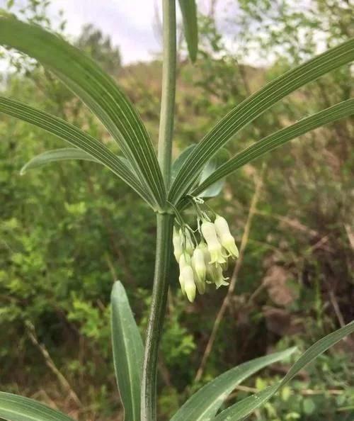 类似黄姜药材的植物,跟黄姜长得一模一样的植物