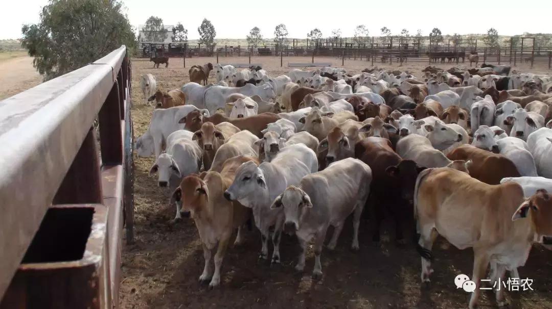 世界三大种植基地,世界三大适用耕种区域