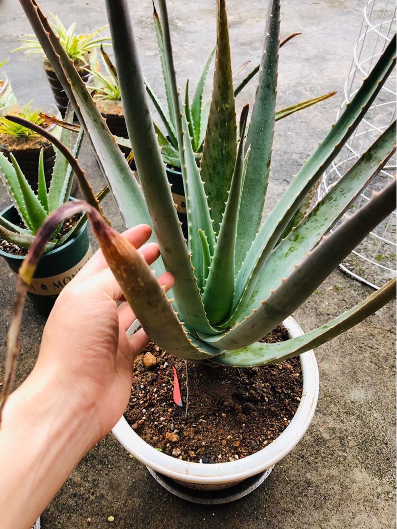 芦荟怎么养才能开花很美,家庭养芦荟最好的方法