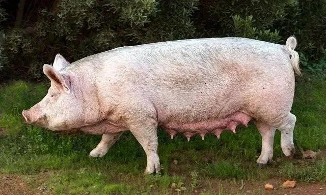 母猪十九天返情的原因,后备母猪返情的原因