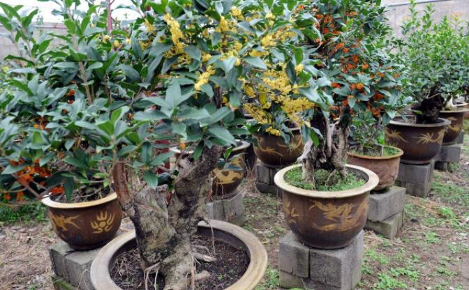 淘米水浇花招虫子吗,淘米水浇花会臭吗