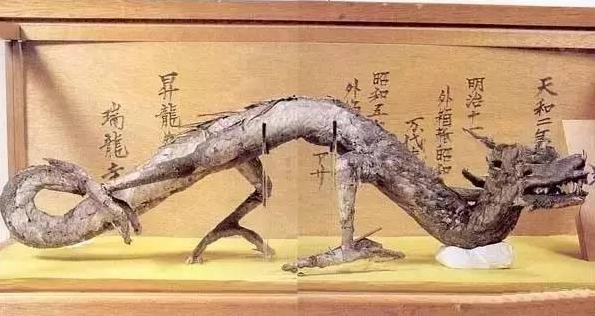 真正的日本龙标本,日本龙标本是不是真的