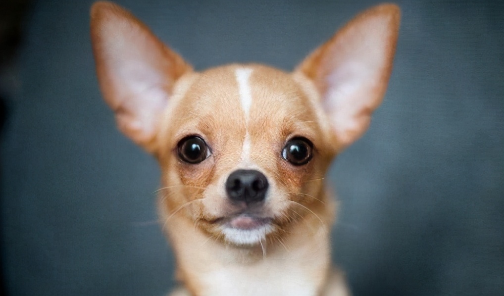 公认最好养的5种狗,目前最受欢迎的狗是什么狗