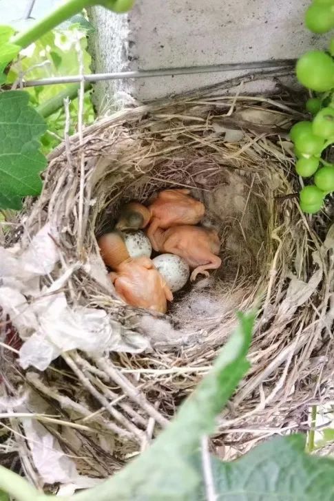 丝路酒庄收获葡萄酒,丝路酒庄红酒
