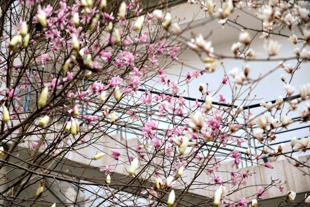 鑻忓窞澶у鏂囨瀛﹂櫌浠嬬粛,鑻忓窞澶у鏂囨瀛﹂櫌鍥剧墖