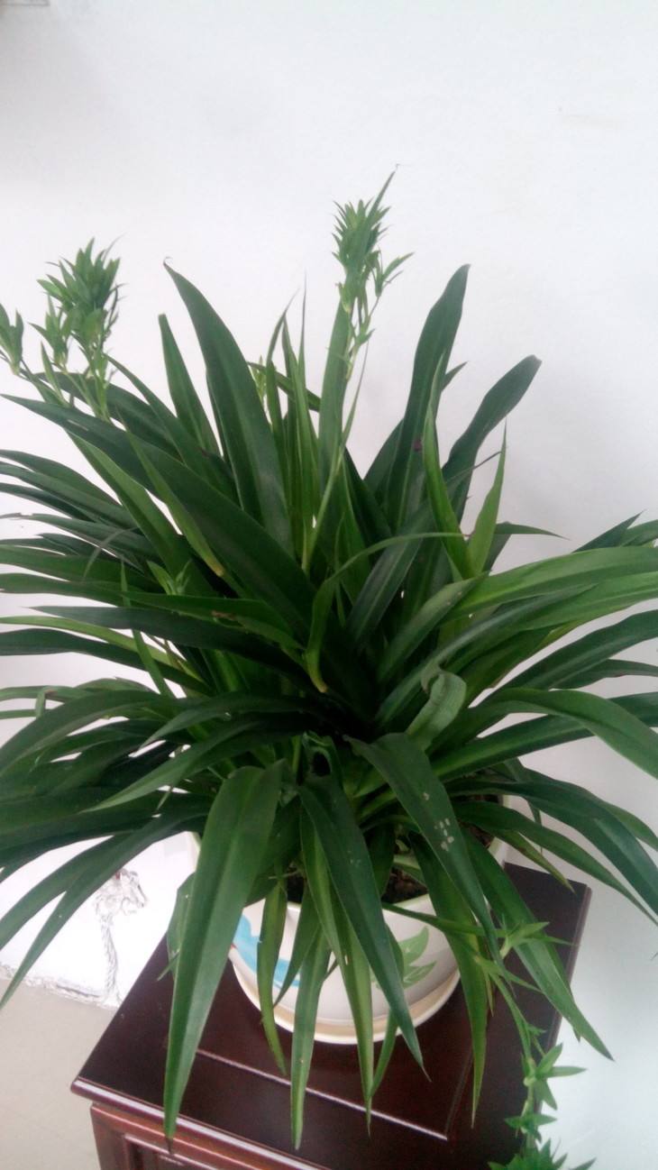 金边吊兰用水栽培行不行,佛珠吊兰的栽培方法图解