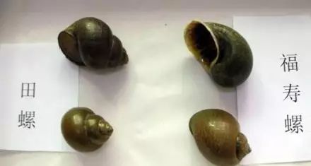 很多东西有寄生虫,这4种常见蔬果竟藏大量寄生虫