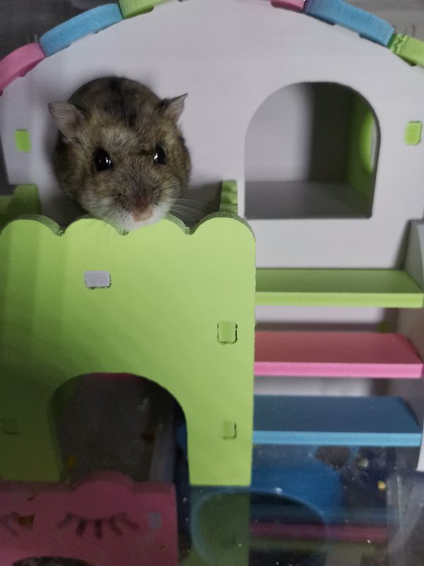 新手养仓鼠基本知识二,新手养仓鼠基本教程