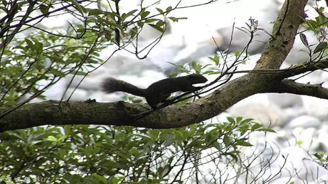 五年级语文第17课松鼠讲解,五年级上册第17课松鼠教材详解