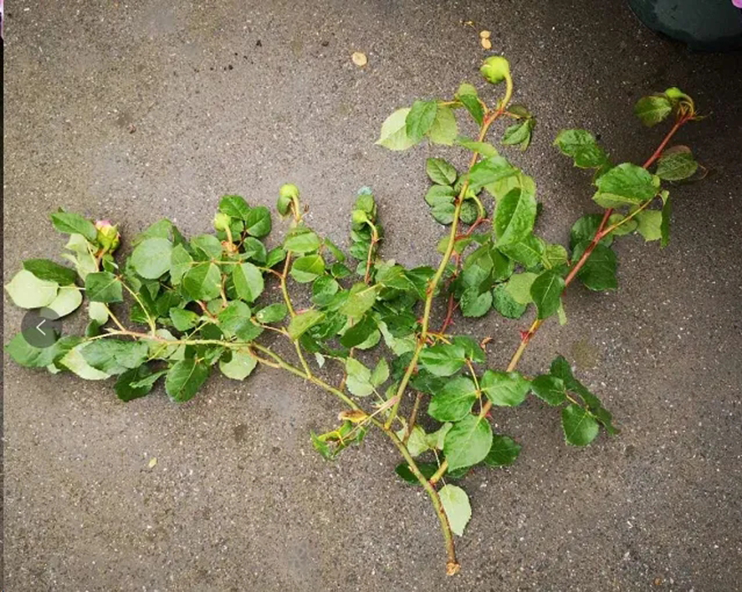 棒棒糖月季现在需要剪枝吗,种植棒棒糖