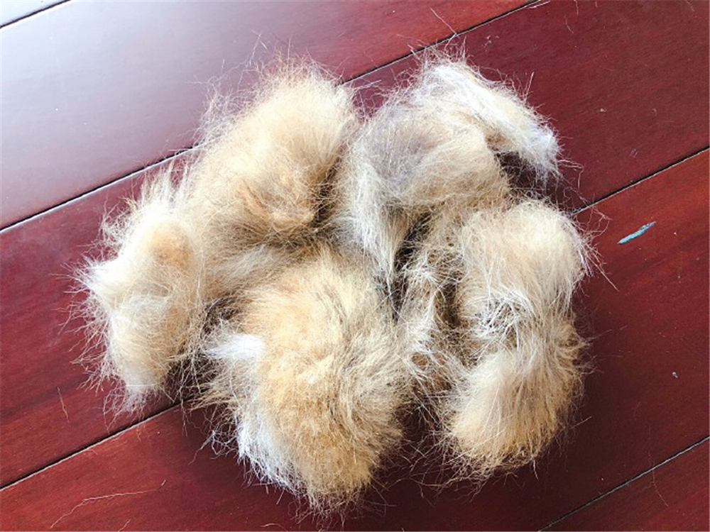 辟谣宠物猫,辟谣猫毛吸入肺里