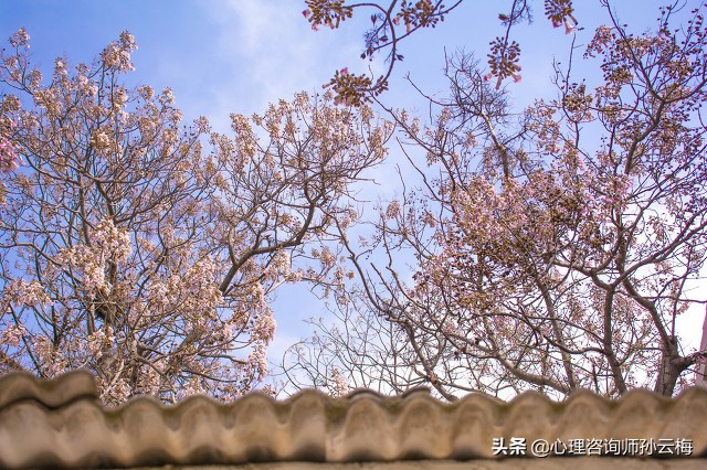 小时候不小心杀死蚂蚁怎么忏悔,为被杀的动物忏悔