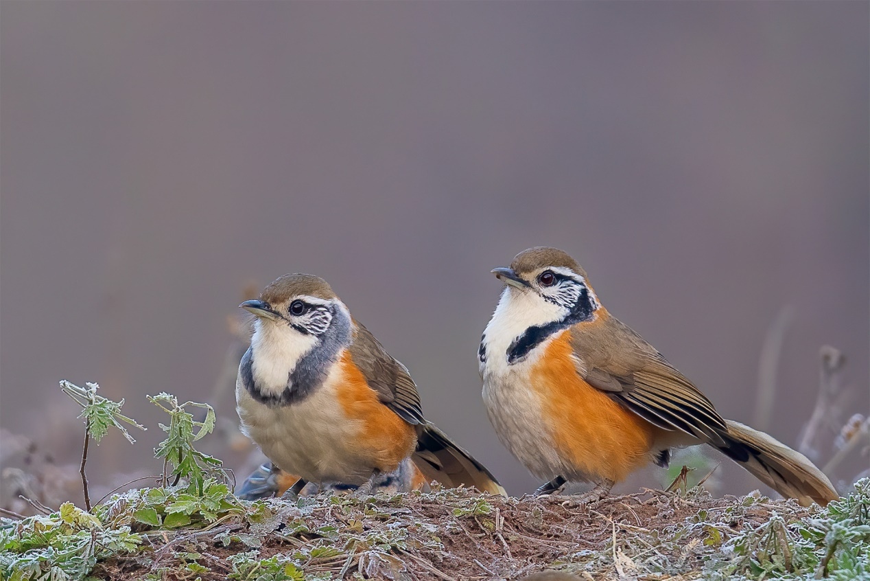 佳能r5和r5哪个更适合拍鸟,佳能eosr5适合拍鸟吗