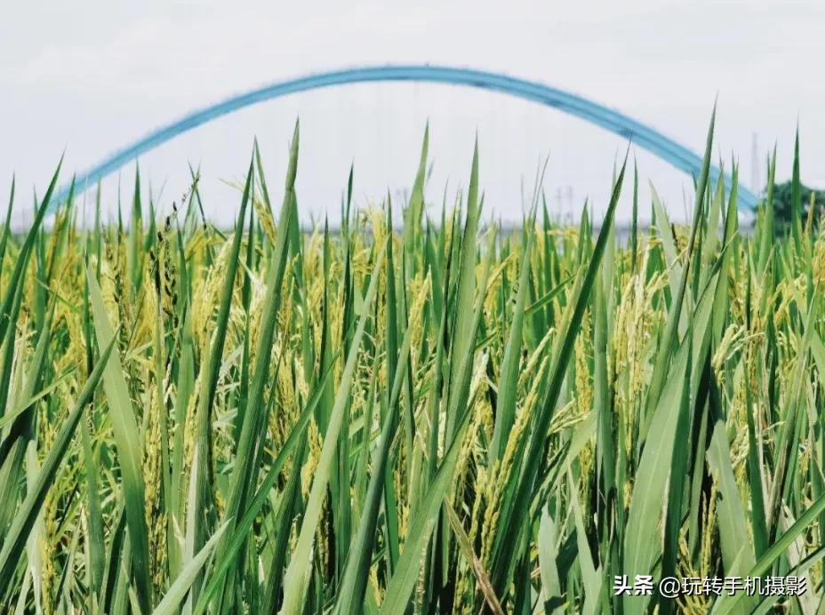 为什么有些人手机拍照那么好看,为什么手机拍照的人越来越多