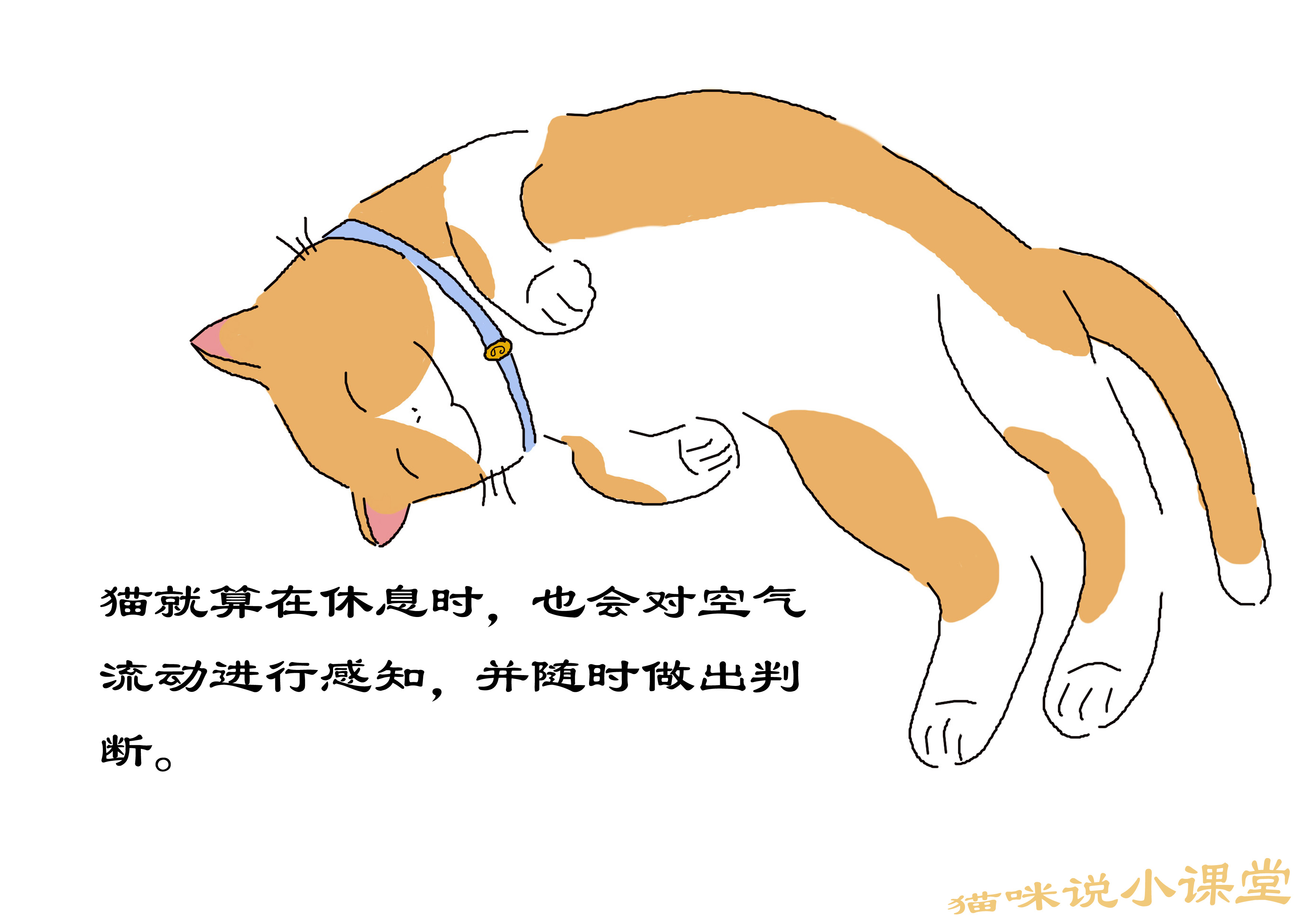 猫的敏锐听觉,猫的触觉非常灵敏是什么在起作用