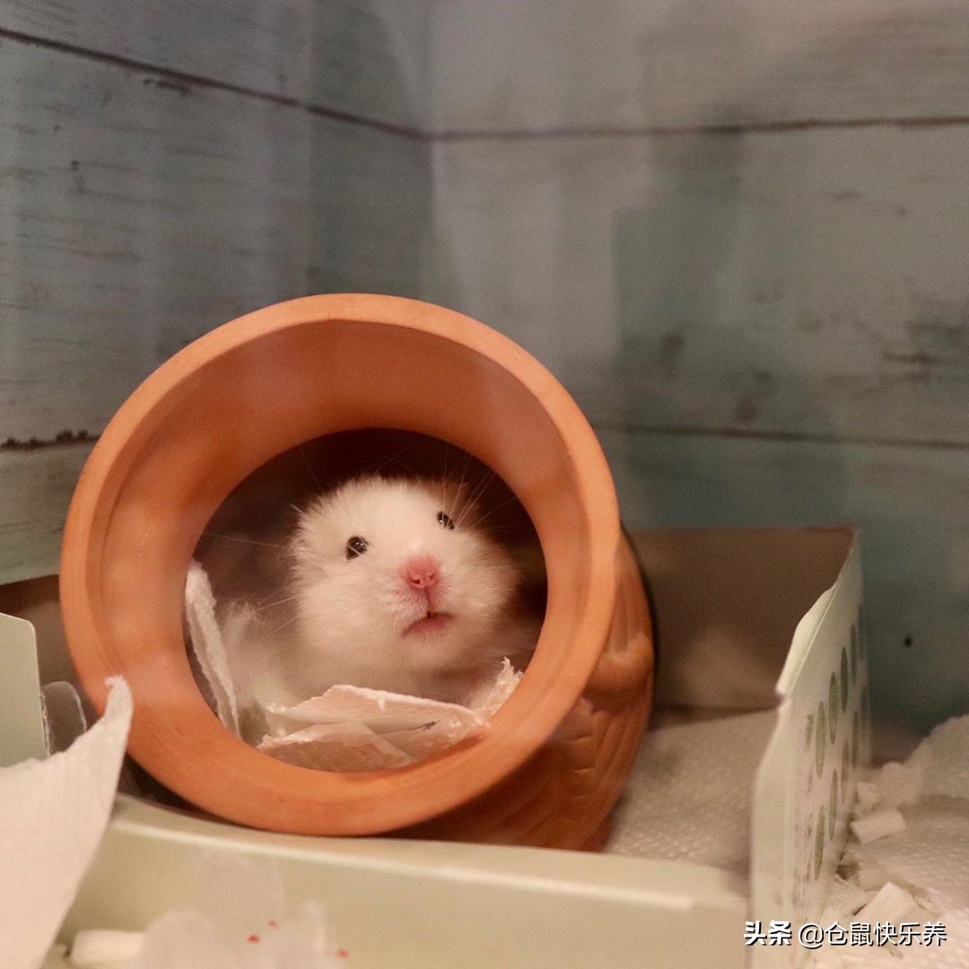 仓鼠保暖的东西怎么做,仓鼠冬天怎么保暖简便