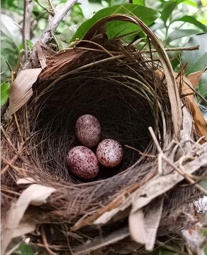 景美人善！我红耳鹎成都“安家”日常曝光