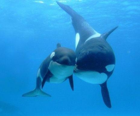 被鲸鱼吞下该如何自救,我被鲸鱼吞进肚子里你要怎么自救