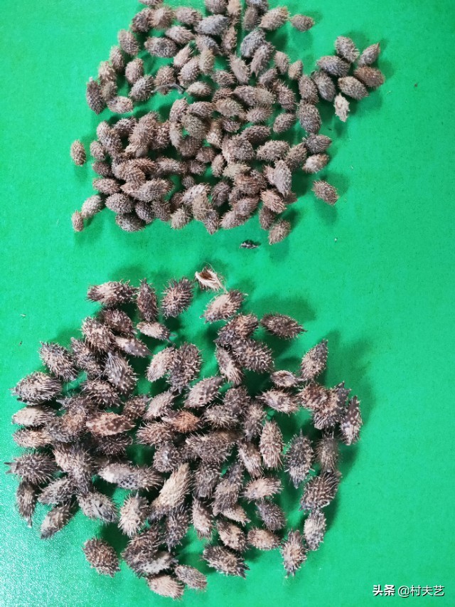 治鼻炎用炒苍耳子还是生苍耳子,苍耳子治鼻炎生熟有什么不同