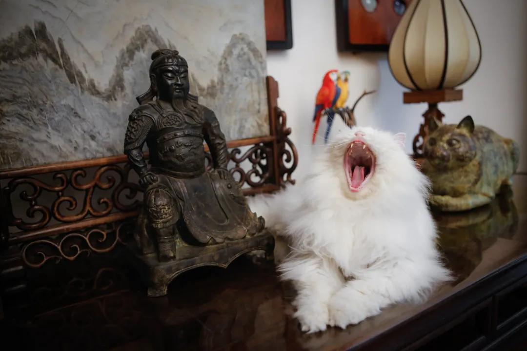 跟本喵同星座的两脚兽一定很“仙儿”