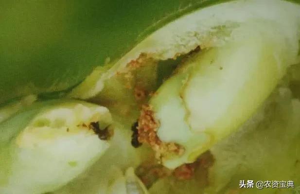 小小“大豆食心虫”危害大！该怎么治？5点措施轻松解决