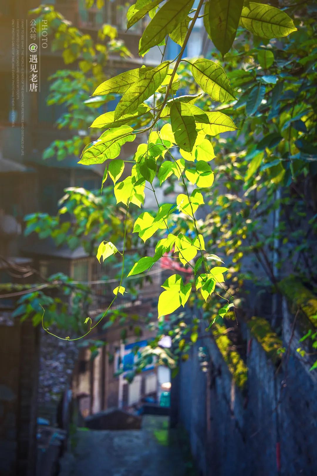 老泸州的回忆,泸州小市老城区