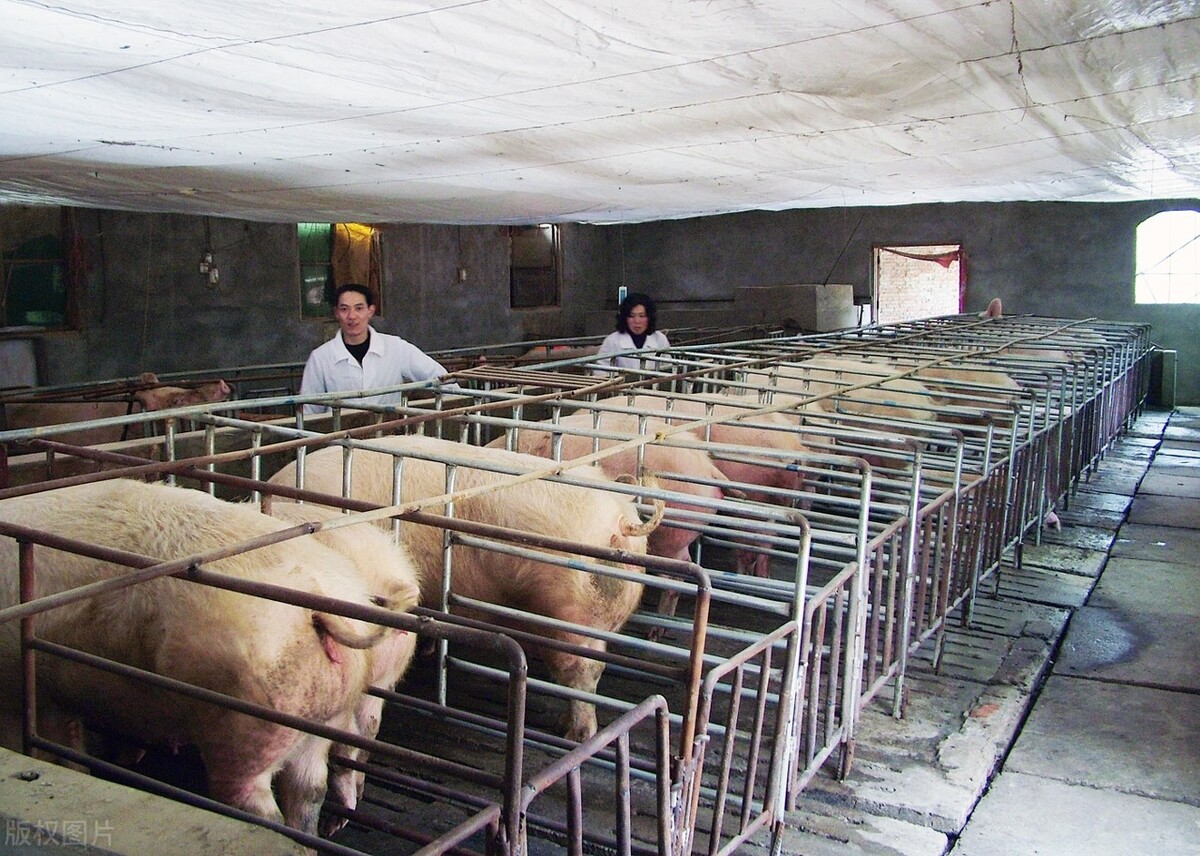 三元标猪4.7元，小猪百元5头，提前两周公布收储计划，有何猫腻？