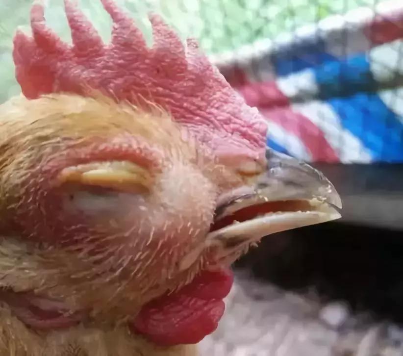 鸡肿眼是什么病用什么药治疗,鸡眼睛肿是什么情况怎么治疗