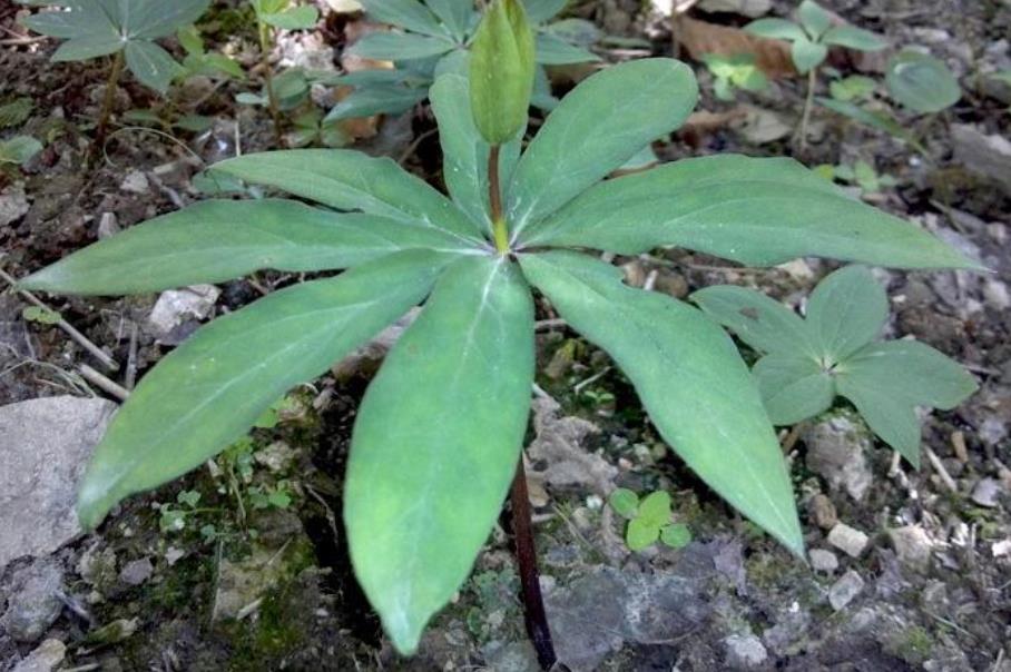 生长在树林下，农人采挖后，450元一斤卖掉，但无人敢栽培