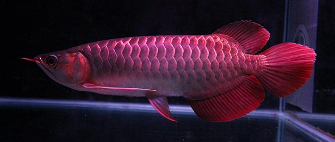 龙鱼该怎么养,养龙鱼的鱼缸