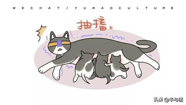 猫咪严重缺钙的症状能补救吗,猫咪缺钙后腿无力补钙后能改善吗