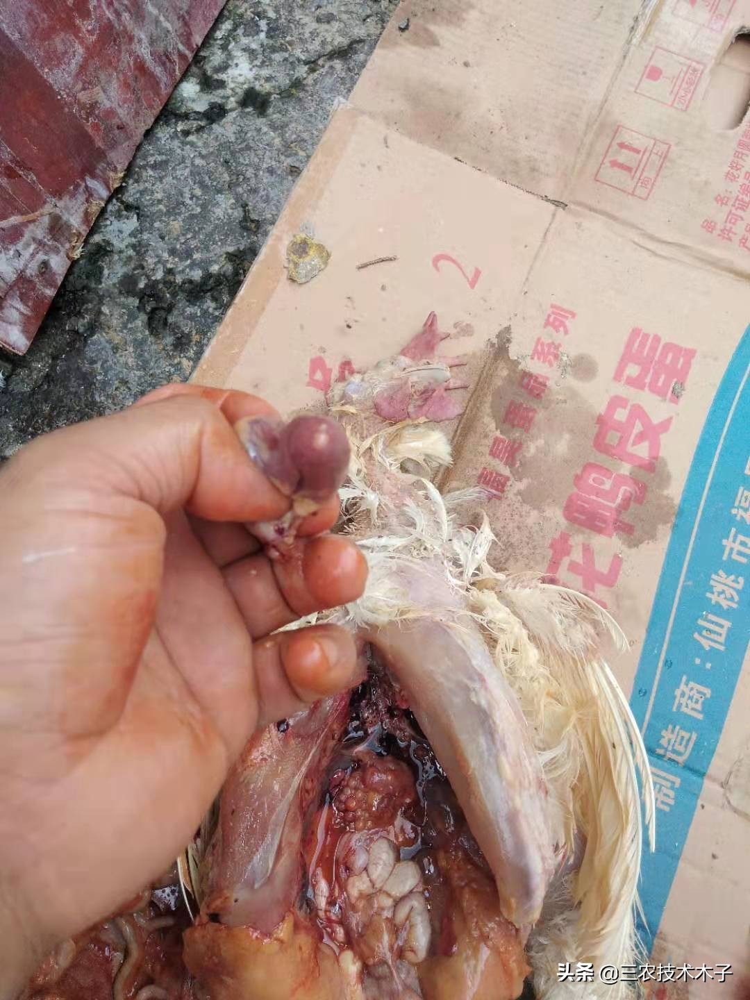 导致高产蛋鸡患卵黄性腹膜炎的三大因素，及防止措施