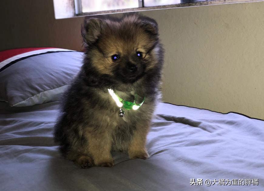 博美为什么不听主人话就叫,博美各种行为代表什么