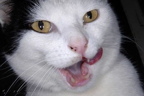 猫咪贫血吃补血肝精多久能好,猫咪有贫血和肾衰能治好吗