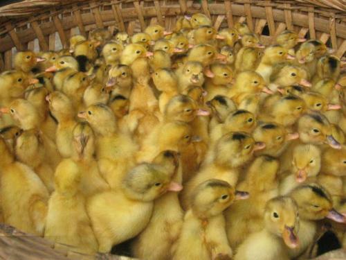 果园养鸡一年赚多少钱,养殖土鸡1天赚3亿钱