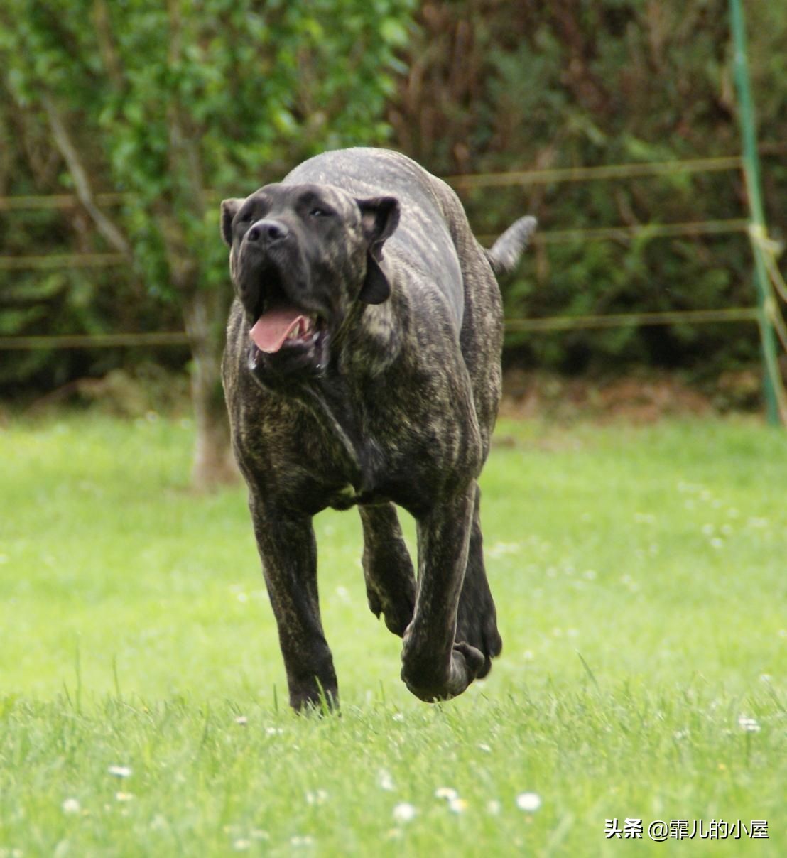 世界上最强悍的獒犬,世界十大獒犬排行榜