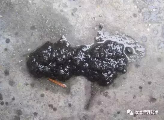 鸡拉血粪怎么治疗最好,鸡拉血不治会自愈吗