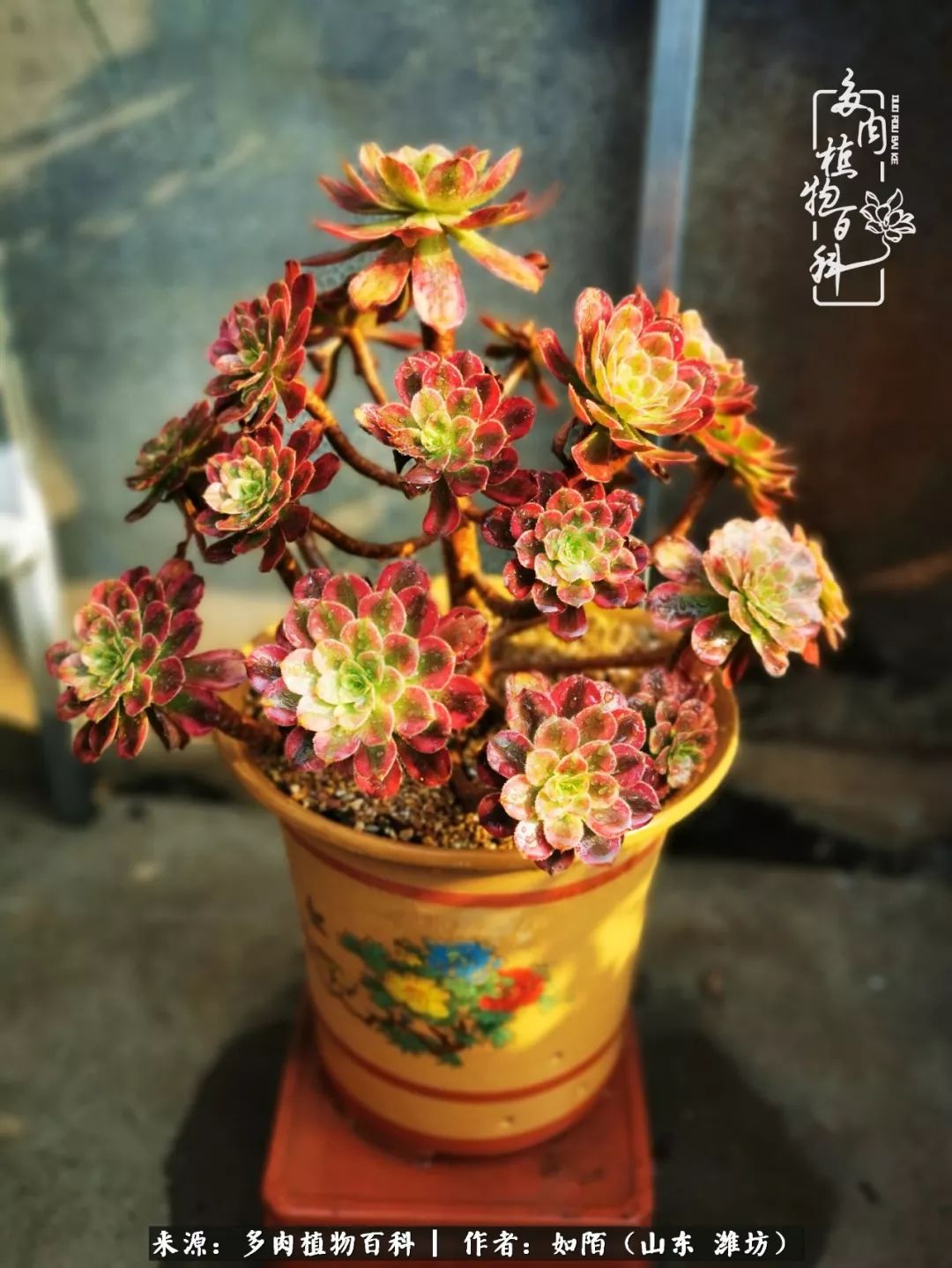 凤凰涅槃,浴火重生!多肉法师圣斗士们的秋天!(附养护经验)