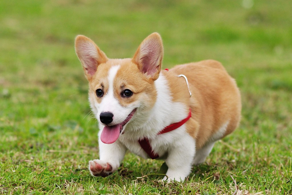 狗狗嗅觉能闻多远,狗狗嗅觉不灵怎么办