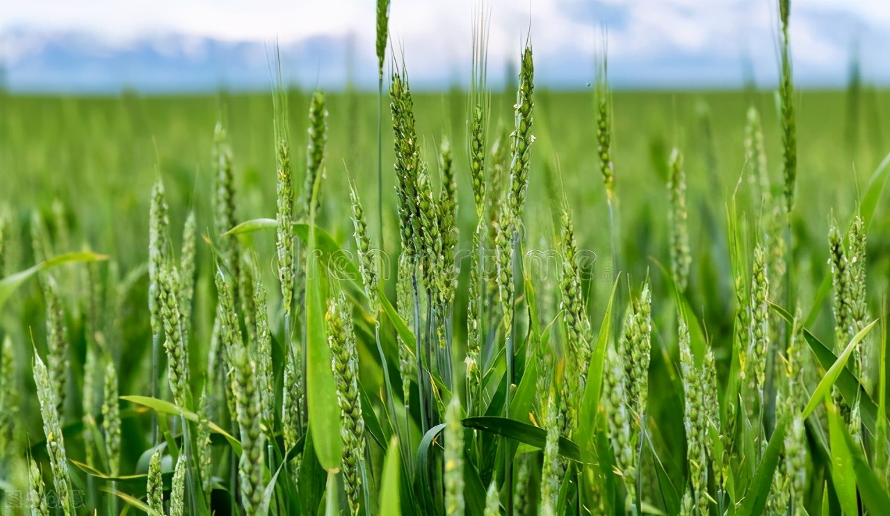 化肥在农业生产中的利弊,化肥发展历程知识讲座