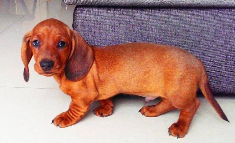 什么样的狗狗最好养也最好看,狗狗最省心最好养的8种狗