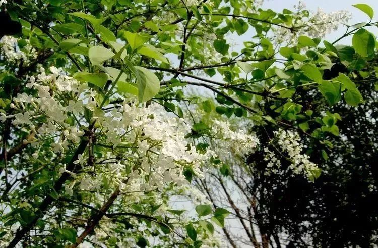 看到花的时候,不知是什么花?那就收下这份百花图谱