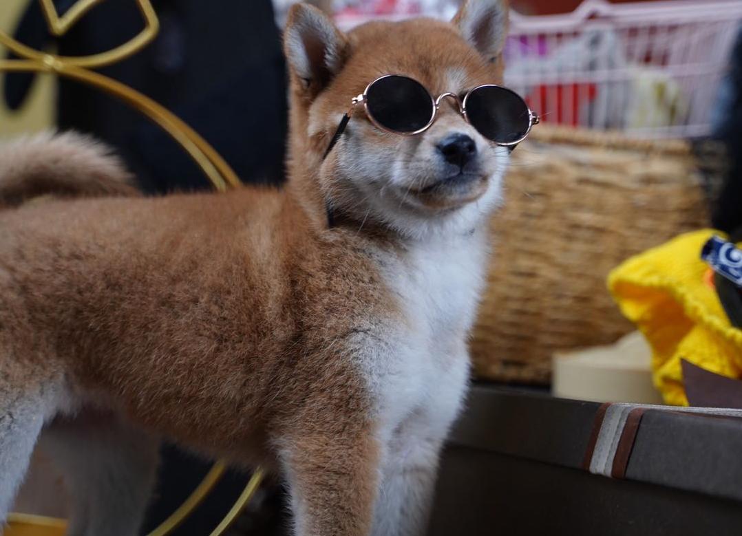 如何分辨小柴犬的纯种,小柴犬怎么辨别它的品相好不好