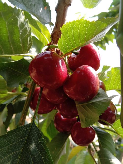 种植樱桃的大棚一亩地投资多少钱,大棚种植樱桃哪个品种好