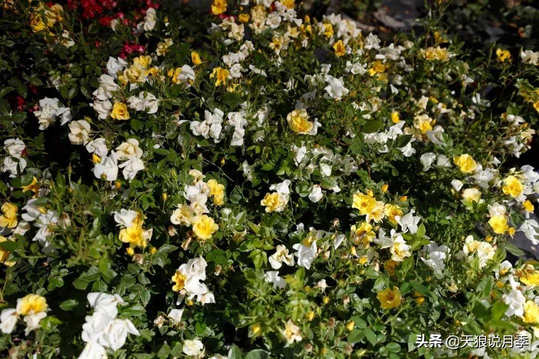 哪些月季品种抗病强,抗病性好月季有哪些