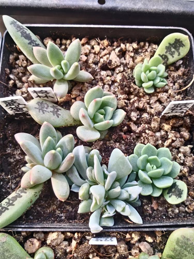 多肉叶插有须无芽,多肉叶插苗长成豆芽菜怎么办