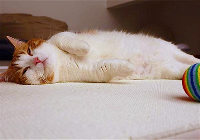 别想叫不醒一只装睡的橘猫 (一只装睡的橘猫)